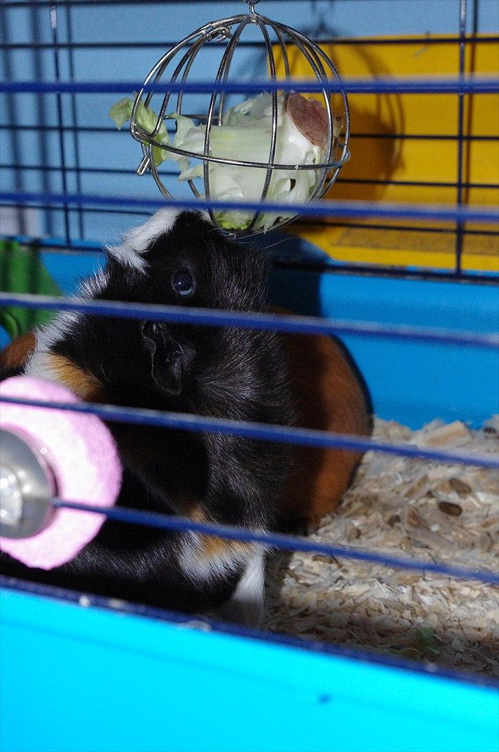 Marsvin Krølle billede 2