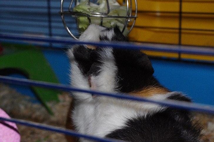 Marsvin Krølle billede 1