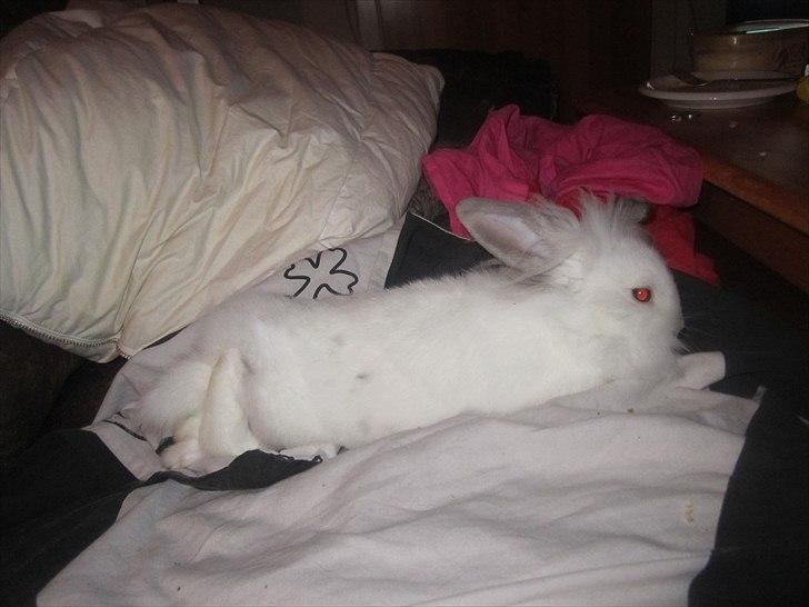 Kanin Hr. Vimse [Tidliger gnaver] billede 18