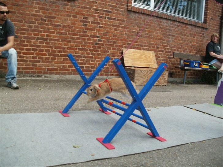 Kanin Beauty Princess | The One<3 billede 2