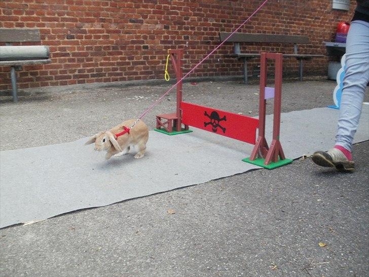 Kanin Beauty Princess | The One<3 billede 16