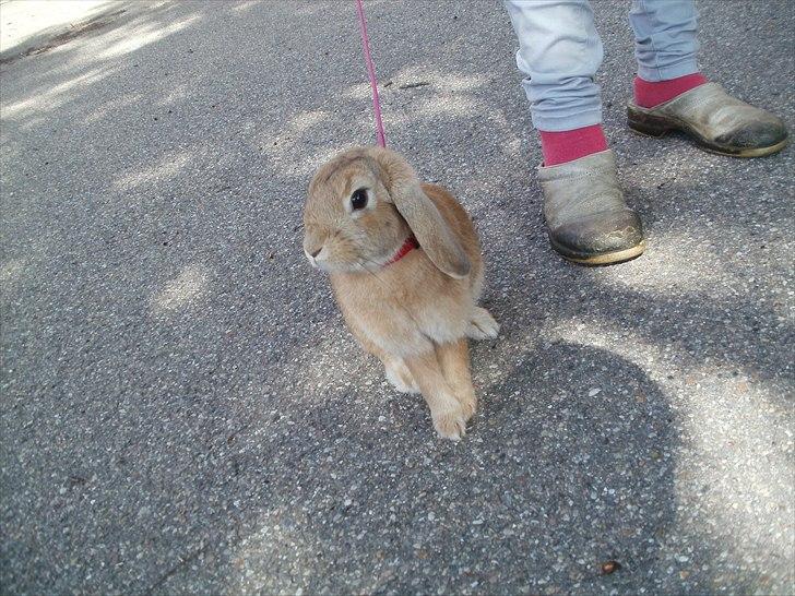 Kanin Beauty Princess | The One<3 billede 17