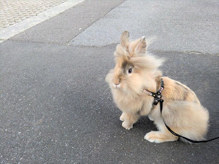 Kanin Stald muskatnød´s Chili  billede 15