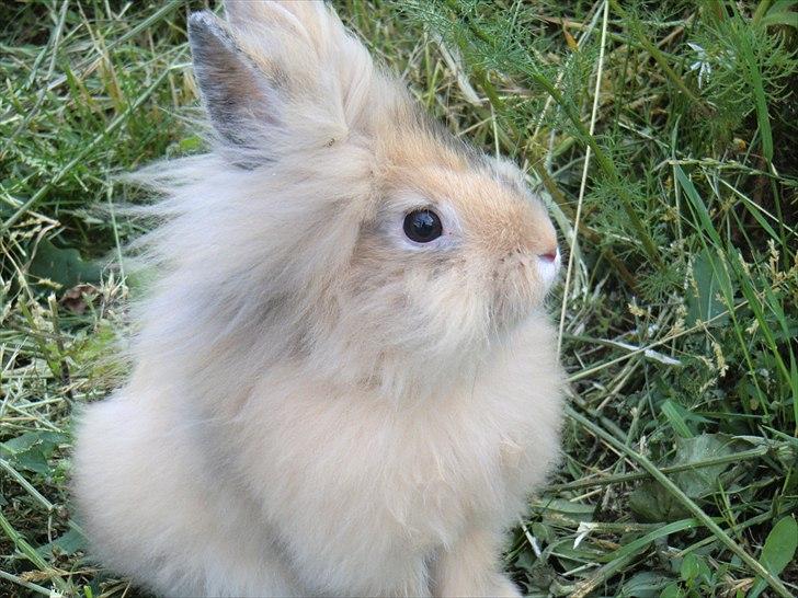 Kanin Stald muskatnød´s Chili  billede 16