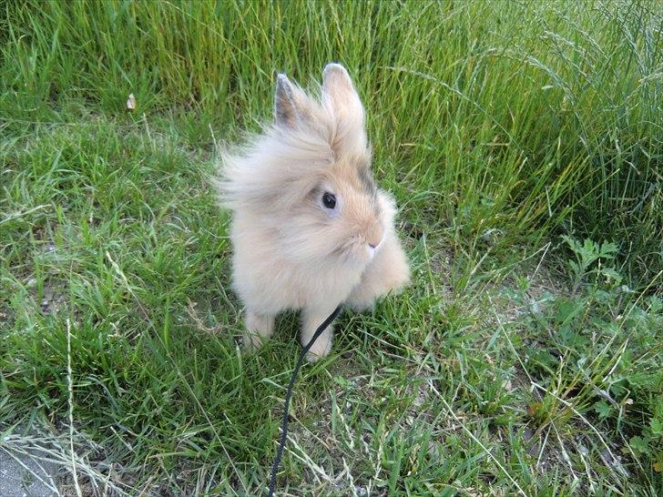 Kanin Stald muskatnød´s Chili  billede 17