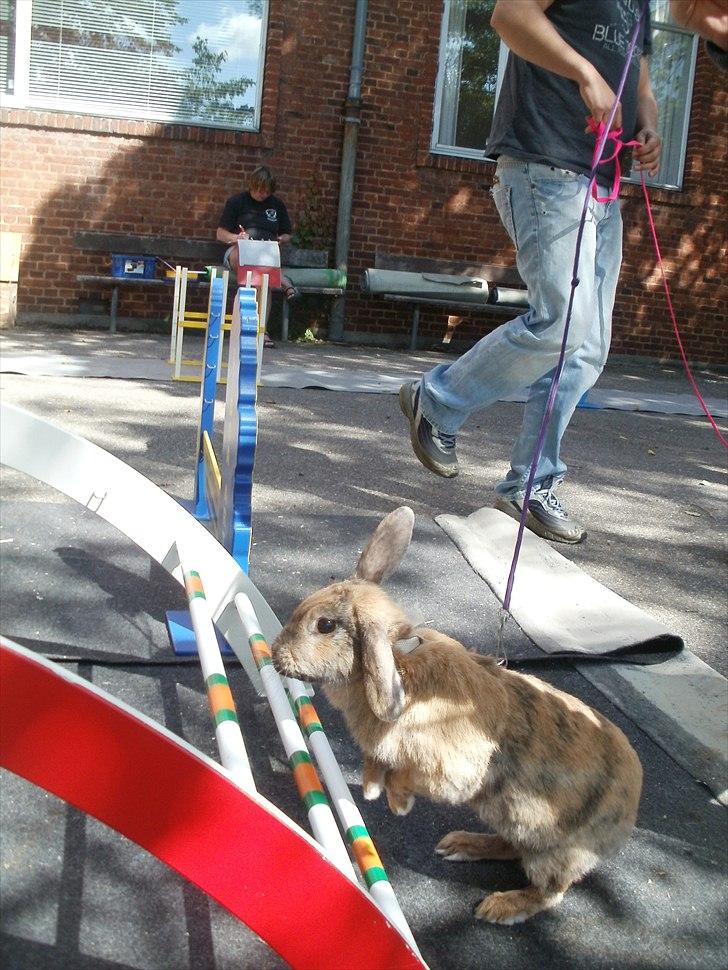 Kanin Perle billede 17