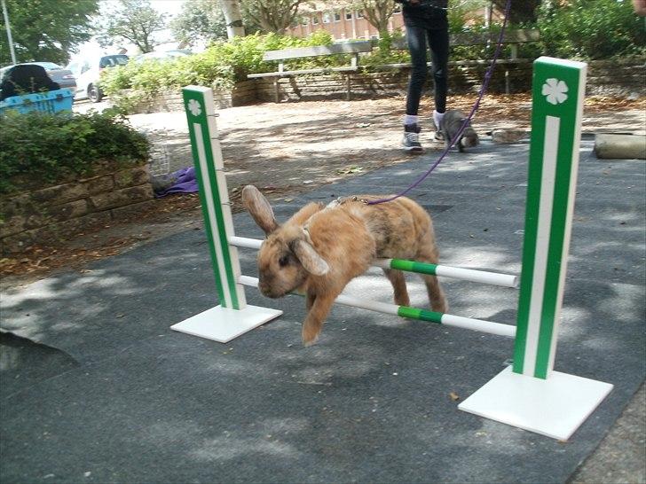 Kanin Perle billede 18