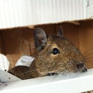 Degu Alvin