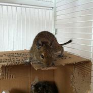 Degu Alvin