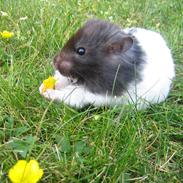 Hamster Blackie!<3