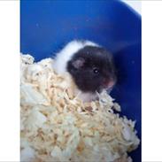 Hamster Blackie!<3