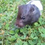 Hamster Blackie!<3