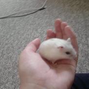 Dværghamster Meimers