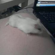 Dværghamster Meimers