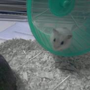 Dværghamster Meimers