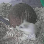 Dværghamster Meimers