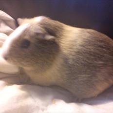 Marsvin Aphrodite R.I.P