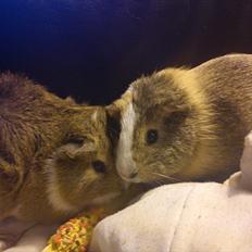 Marsvin Aphrodite R.I.P