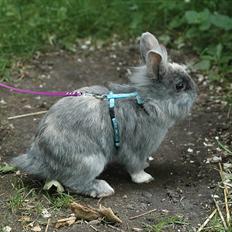 Kanin kahlua EFTERLYSES BORTLØBET!!