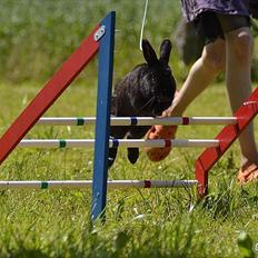 Kanin Fyldbinggaards Golden (=