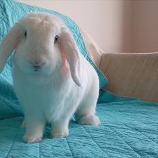 Kanin White Diamond Athos