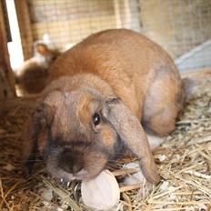 Kanin Budda *Soulmate*