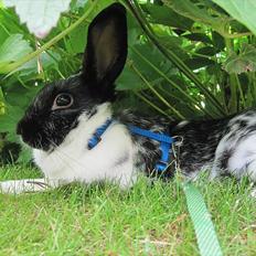 Kanin Stald Harbo's Kiwi