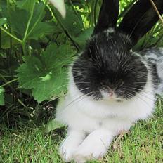 Kanin Stald Harbo's Kiwi