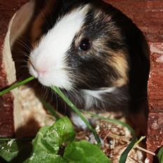 Marsvin Snøffel Snoopy