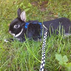 Kanin Louis Van De Misipeare