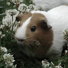 Marsvin Mælkebøttes Especially Emma<3