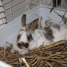 Kanin | Tumpe's Tyksen.