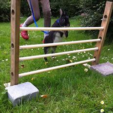 Kanin Louis Van De Misipeare