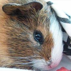 Marsvin | Molle | (Molly)