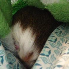 Marsvin | Molle | (Molly)