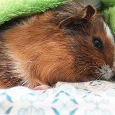 Marsvin | Molle | (Molly)