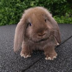 Kanin *Brown Chokolate*