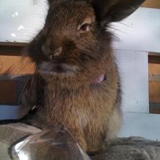 Kanin My Only Hiphop af Tara