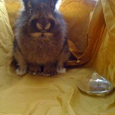 Kanin My Only Hiphop af Tara