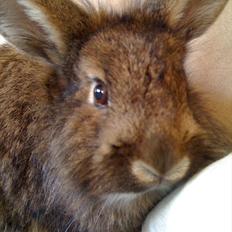 Kanin My Only Hiphop af Tara