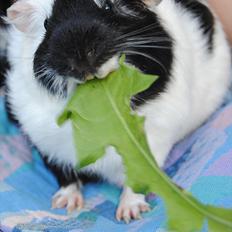 Marsvin | Miss Mission Impossible aka Molly