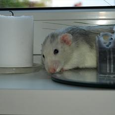 Tamrotte Mellieha Cullinan I*RIP*