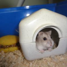 Hamster Wontõ's Vienna