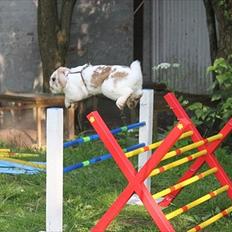 Kanin Riot's Cazador