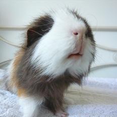 Marsvin Nuttede Nugi