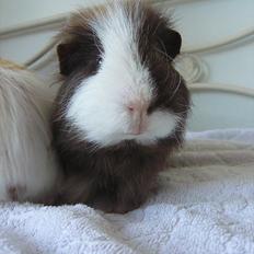 Marsvin Nuttede Nugi