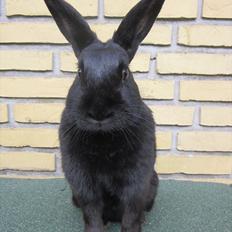 Kanin Clausen's Kiwi