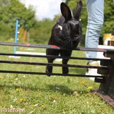 Kanin Clausen's Kiwi