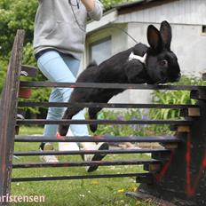 Kanin Clausen's Kiwi