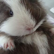 Marsvin Nuttede Nugi